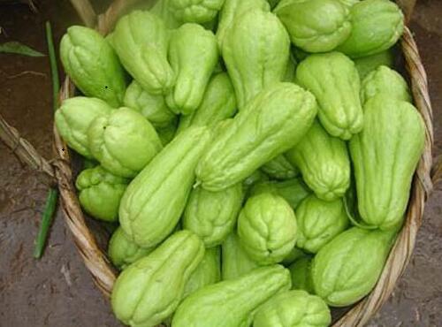瓜果類蔬菜：佛手瓜
