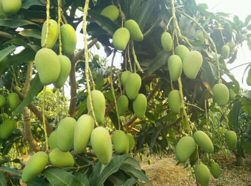 水果配送：芒果