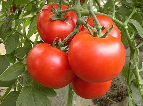 蔬菜品種：西紅柿