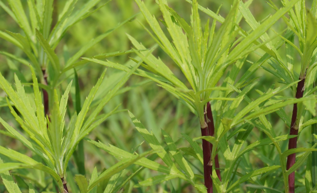 惠州農(nóng)產(chǎn)品配送中心淺談:藜蒿的功效與禁忌