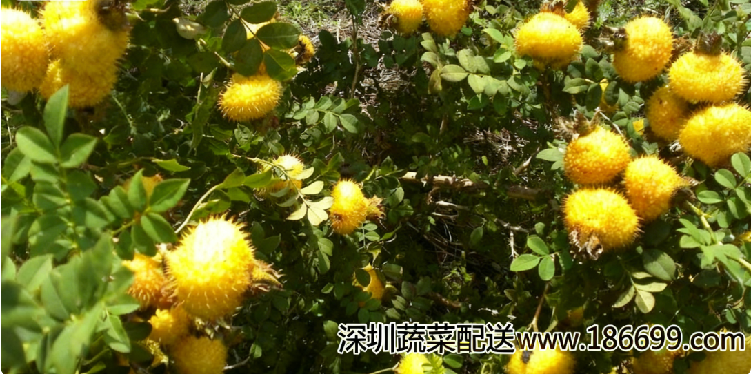 深圳蔬菜配送?公司帶您解析:深藏山野的“維C之王”