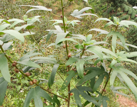 五指毛桃與斷腸草：一場關乎生死的鑒別